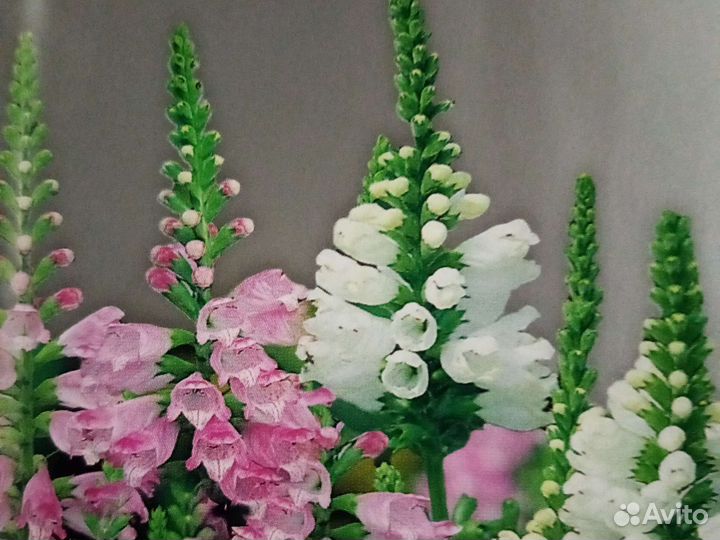 Физостегия(семена)