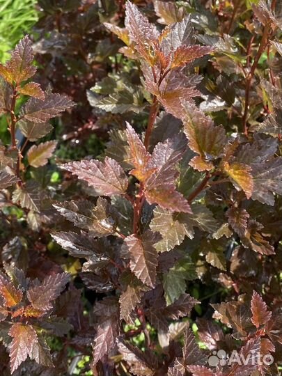 Пузыреплодник Литл Девил