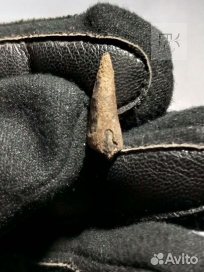 Злая рыба 40млн лет