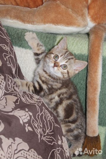 Британские котята