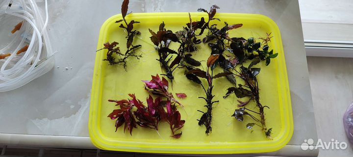 Буцефаландры и аквариумные растения, креветки