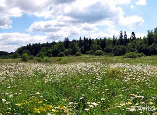 Мед 2024 года натуральный оптом