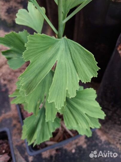 Гинкго билоба двухлопастный саженцы
