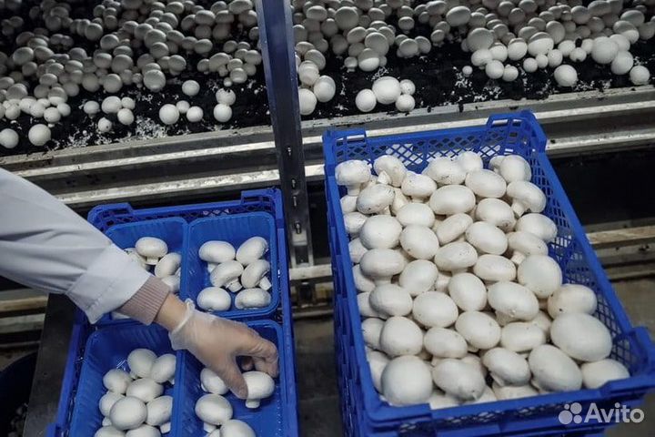 Грибы для себя или Готовый Грибной бизнес