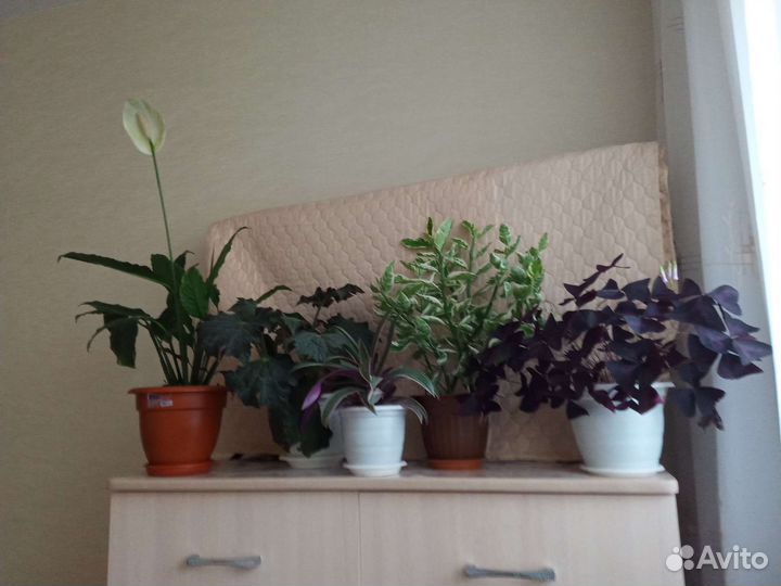 Комнатные цветы