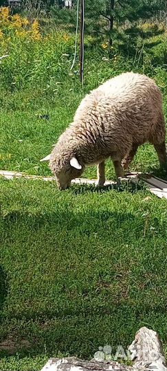 Овца продам