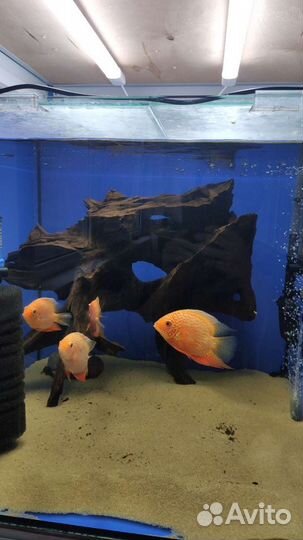 Коряга в аквариум