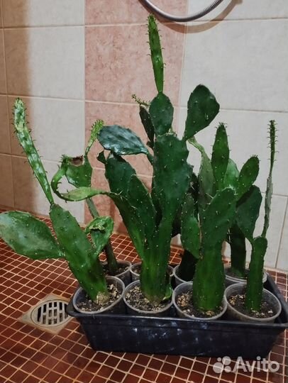 Кактус Опунция Бергера