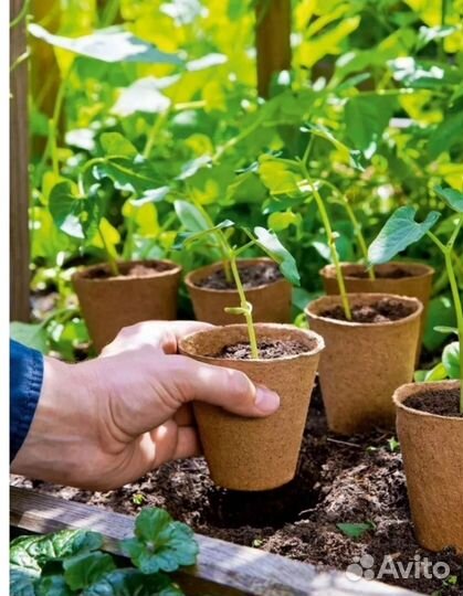 Рассада перцев Мегатон красный