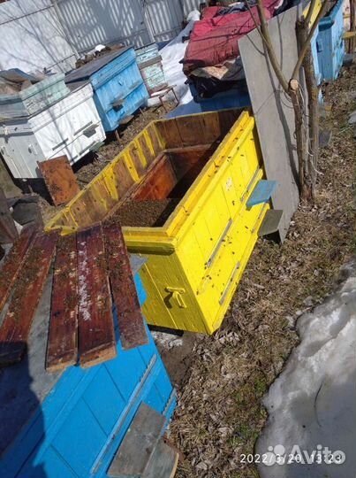Продам пчел