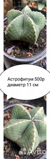 Суккуленты