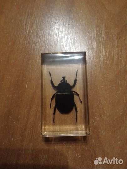 Насекомые и их знакомые. Жук-носорог