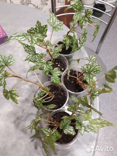 Бегония Дрега