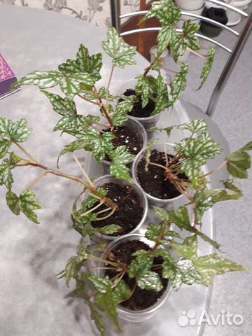 Бегония Дрега