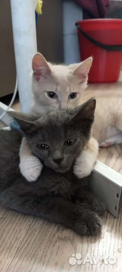 Кошечка в добрые руки