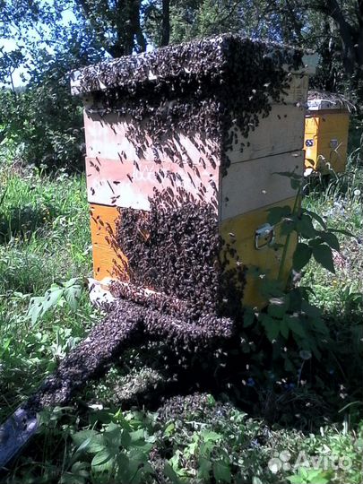 Мёд таёжное разнотравье