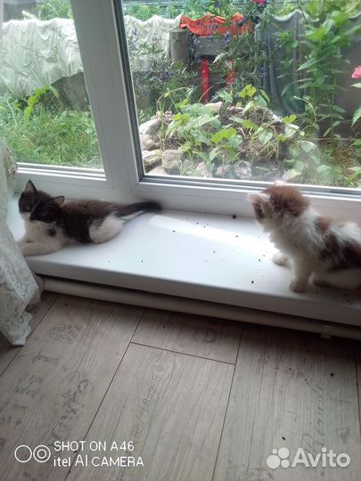 Котята