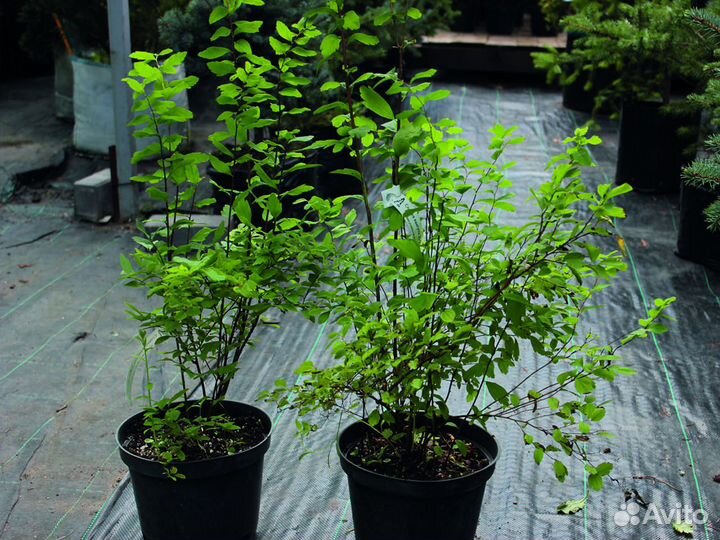 Спирея вангутта 30-50 см, с3