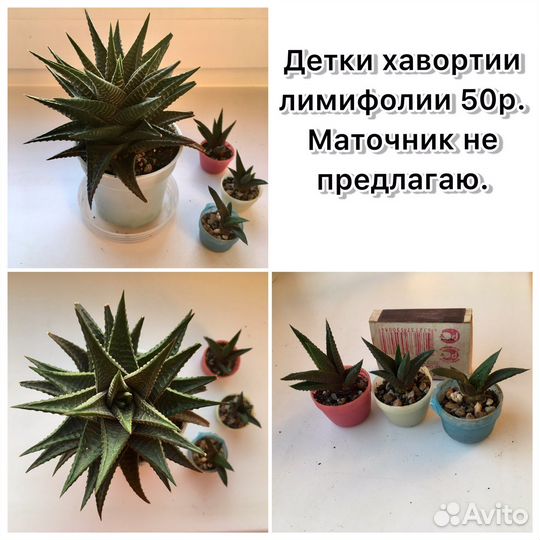 Суккуленты