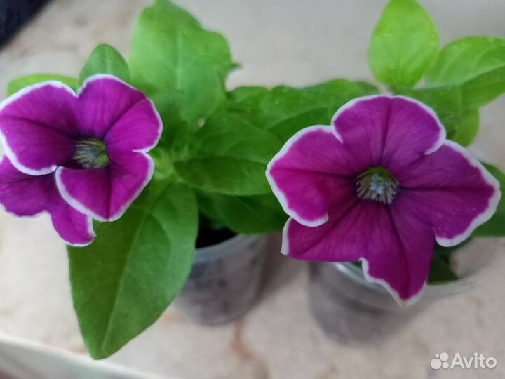 Цветущие растения