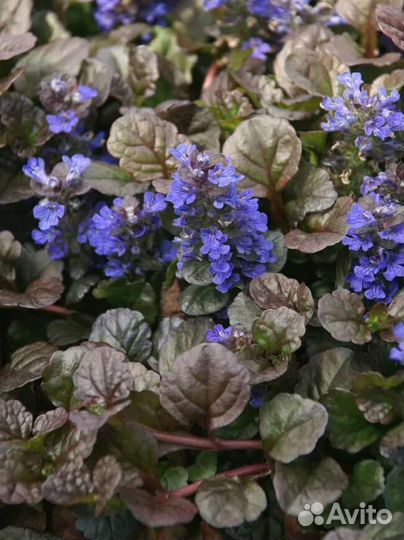 Многолетник. Живучка ползучая