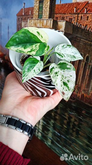 Сциндапсусы. Эпипремнумы