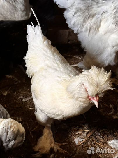 Молодые петухи