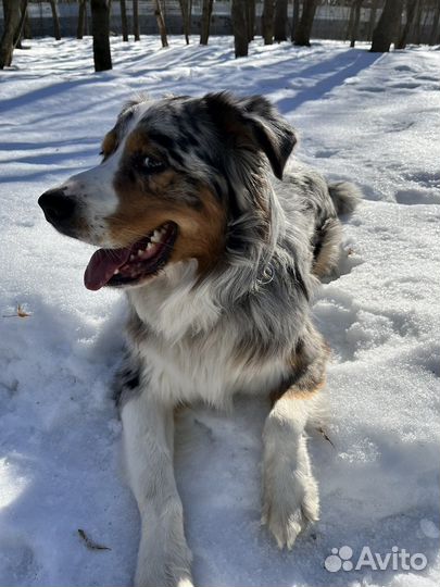 Вязка.Кабель австралийской овчарки (Аусси) 2 г