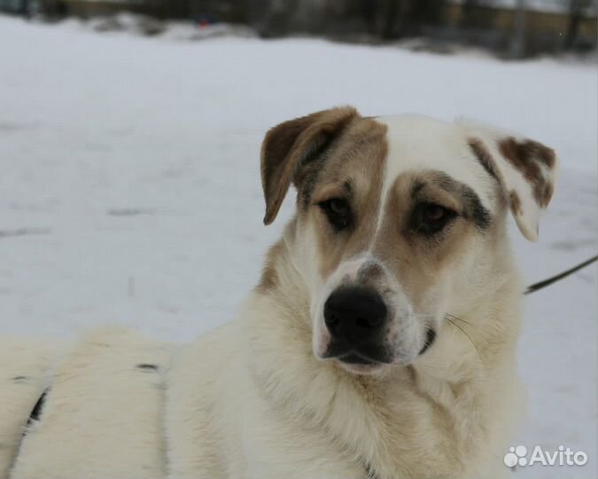 Красивый статный пес из приюта ищет дом