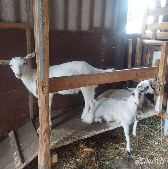 Козы и козлята