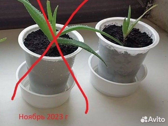 Алоэ древовидное (столетник)