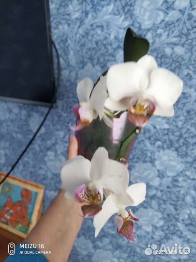 Орхидеи фаленопсис