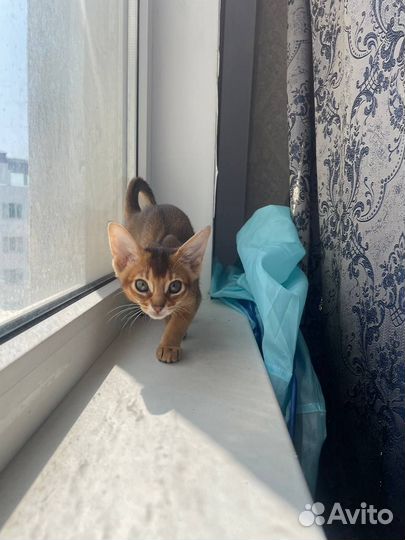 Абиссинские котята с документами