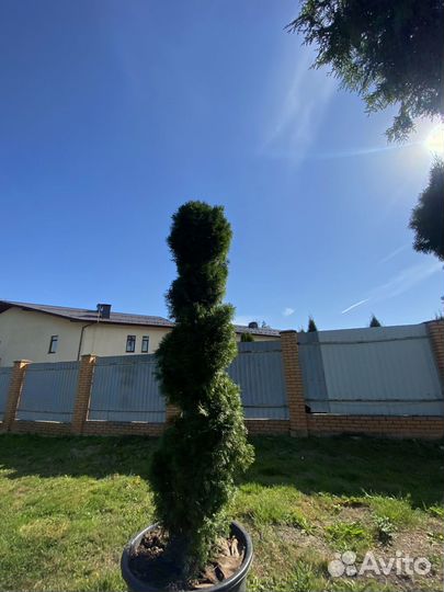 Туя Брабант Чупа-Чупс 0,6 м