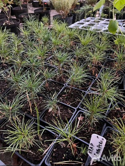 Кедр сибирский 2года