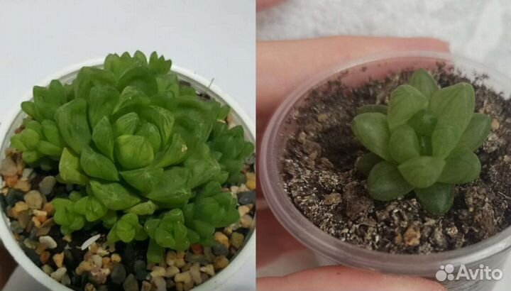 Суккулент Хавортия