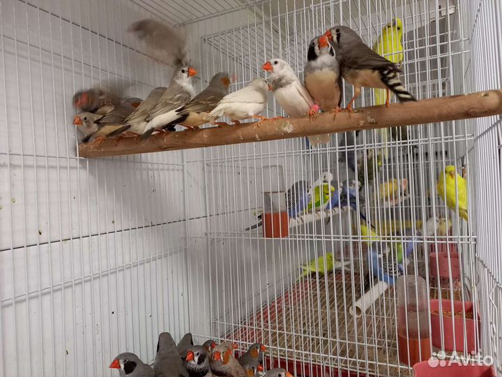 Зебровые амадины