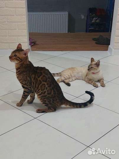 Бенгальские котята