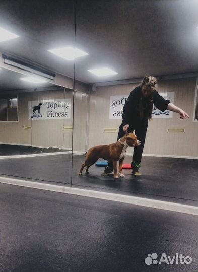 Услуги кинолога