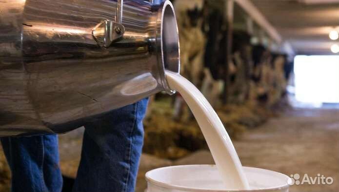 Молоко сырое оптом