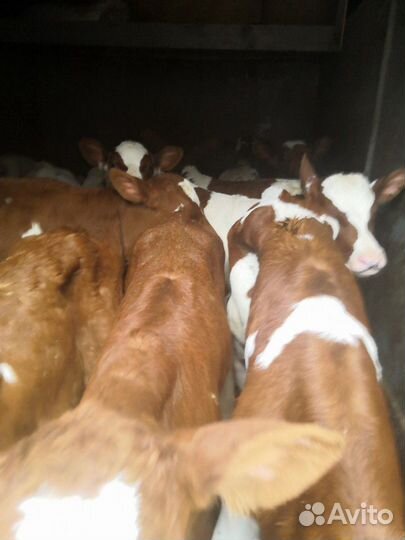 Бычки с доставкой