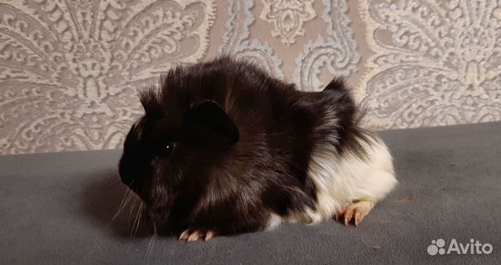 Морские свинки