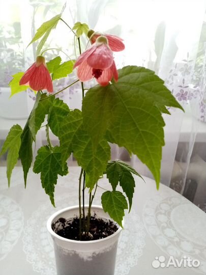 Хлорофитумы, рео, абутилон