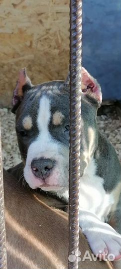 Американский булли покет/стандарт/ XL щенки