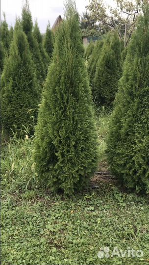 Туя западная смарагд