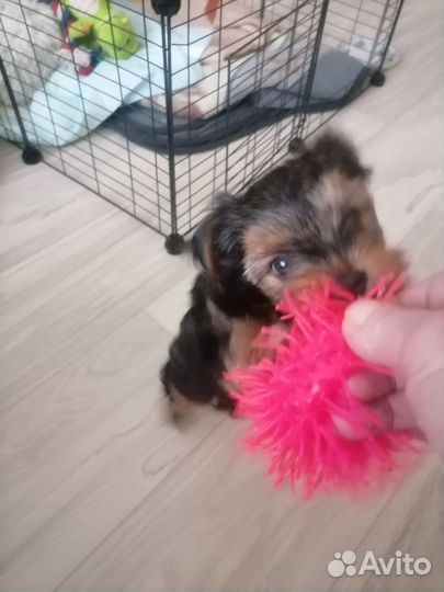 Йоркширский терьер щенки