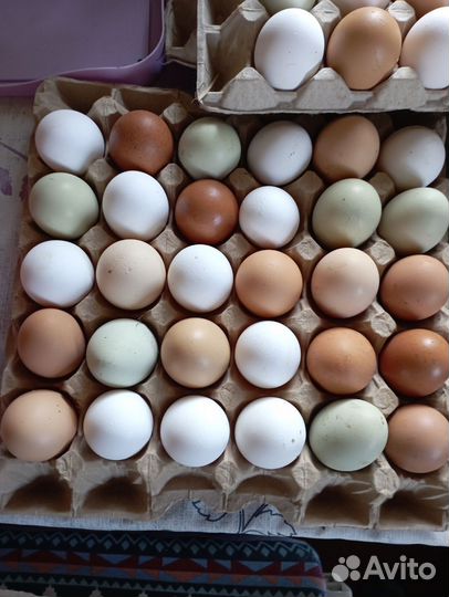 Яйца на инкубацию