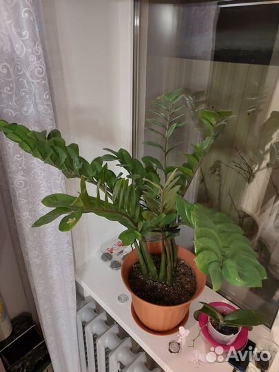 Комнатный цветок Зомиокулькас, h100см,d35, 4-5лет