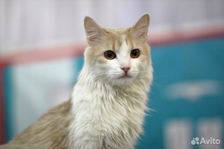 Котик ищет дом