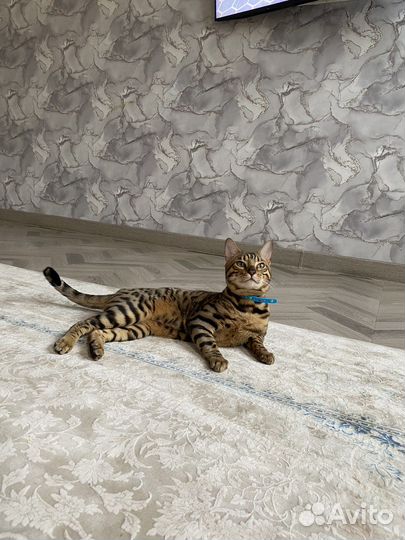 Продается кот бенгал(не кастрирован) 15 т